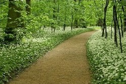 Medvehagyma az erő alatt