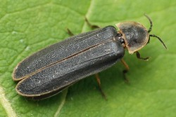 Nagy szentjánosbogár 