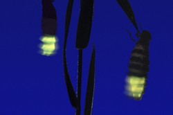 Nagy szentjánosbogár 