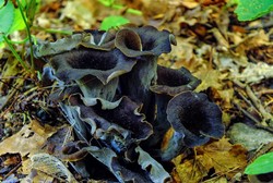 Sötét trombitagomba